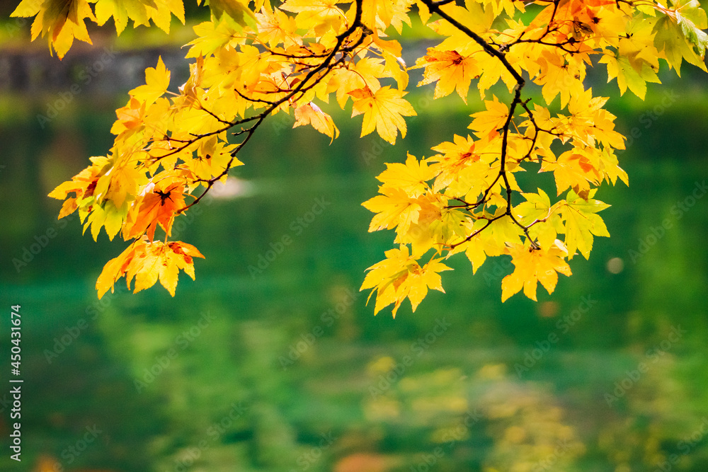 軽井沢の雲場池の紅葉 軽井沢の雲場池の紅葉