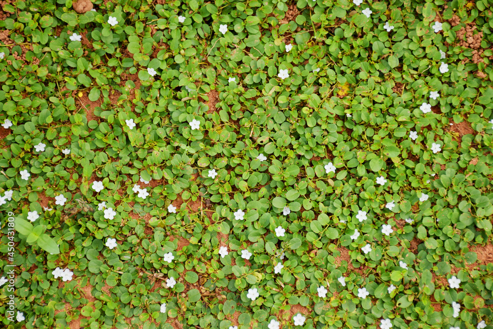Ground cover weed in nature texture background