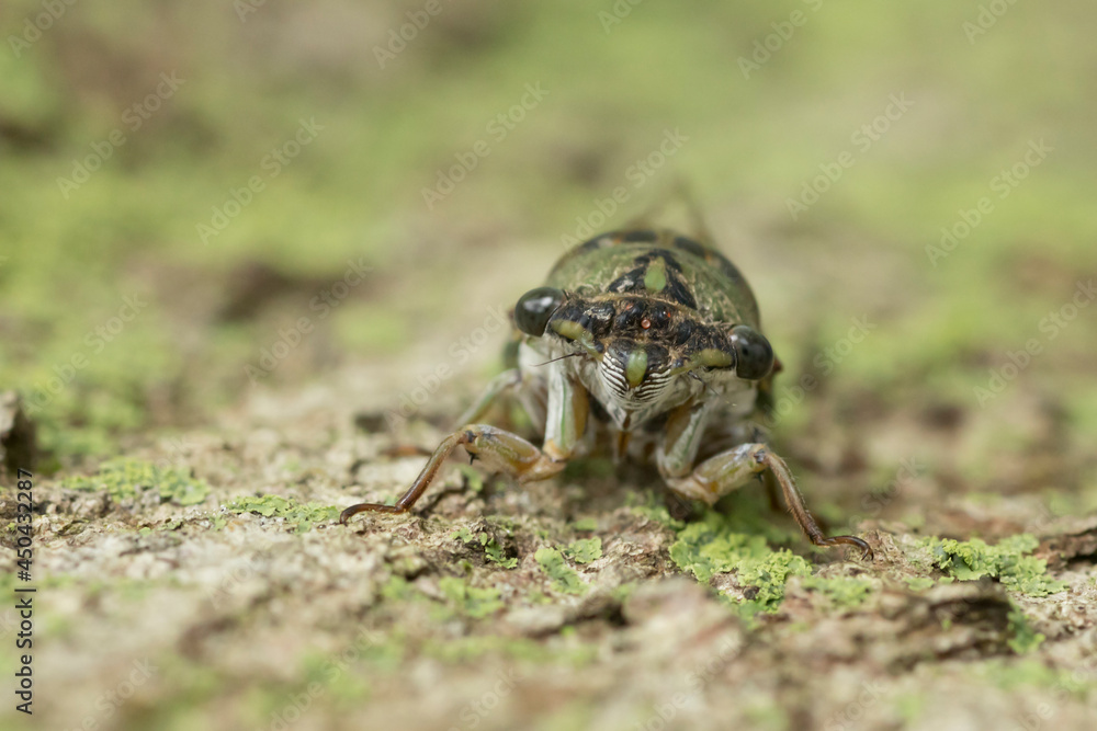 Cicada on tree bark closeup Cicada on tree bark closeup