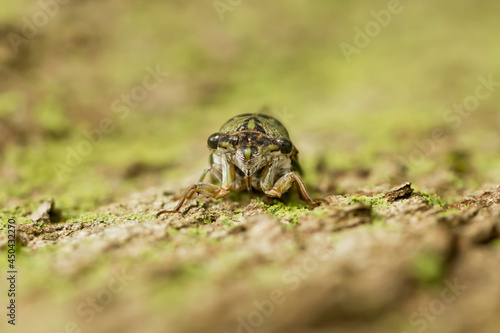 Closeup of a cicada insect climbing up a tree