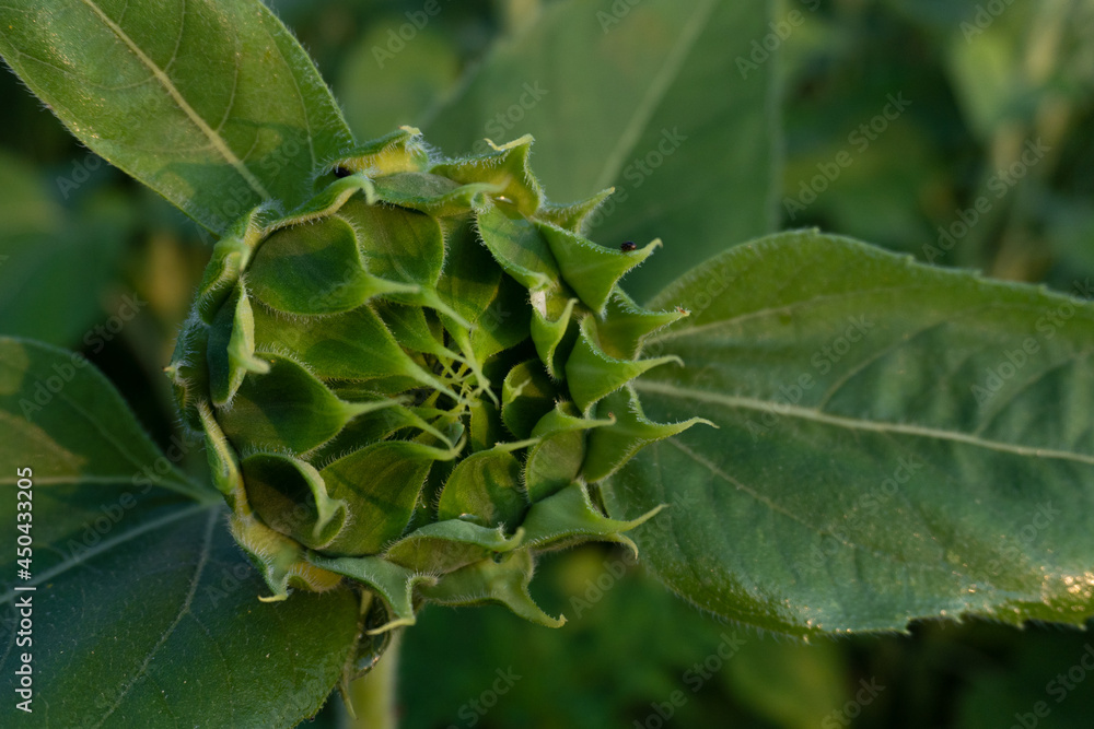 The green bud of a sunflower prepares to open at dawn in summer; close-up The green bud of a sunflower prepares to open at dawn in summer; close-up