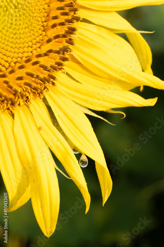 A raindrop cllngs to the petals of a bright yellow sunflower, showing a reflection of the sunflower field in summer