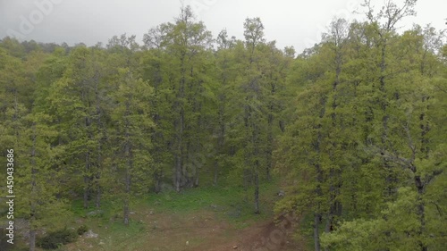 Drone flying upward between the trees in El Qammouaa Forest, Akkar Lebanon photo