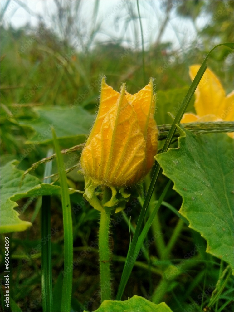 Closed yellow flower