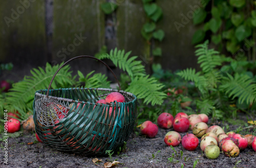Basket with red apples. Apples in a Basket Outdoor. Autumn Garden. Apple harvest. .   asket with apples on the ground.