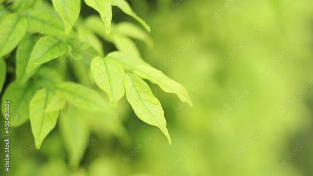 Nature view of green leaf on blurred greenery background, Abstract nature green blurred background. Nature view of green leaf on blurred greenery background, Abstract nature green blurred background.