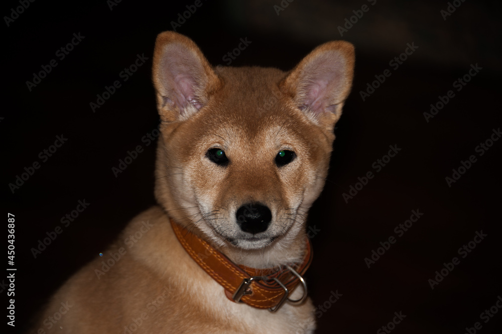 Portrait of a young dog of the Japanese breed Shiba Inu