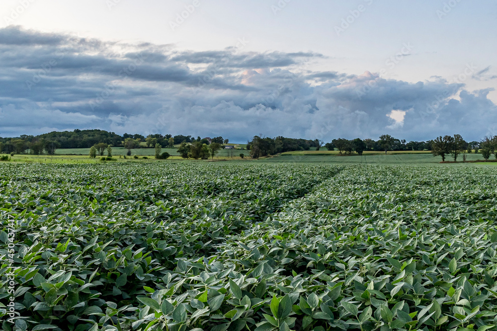 A field of soybeans with storm clouds in the background.