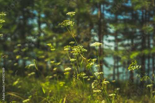 Beautiful grass on the background of the forest