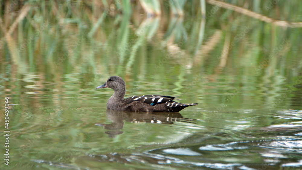 African black duck (Anas sparsa) swimming in a pond at the Rietvlei Nature Reserve, Pretoria, South Africa African black duck (Anas sparsa) swimming in a pond at the Rietvlei Nature Reserve, Pretoria, South Africa