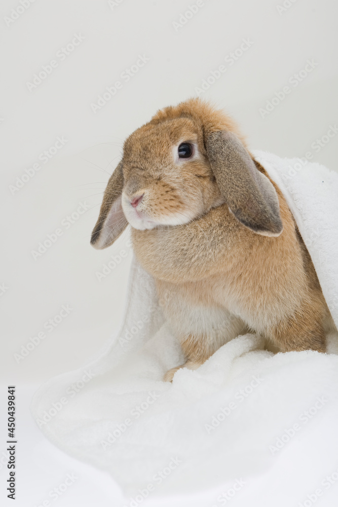 A brown rabbit snugge under the blanket