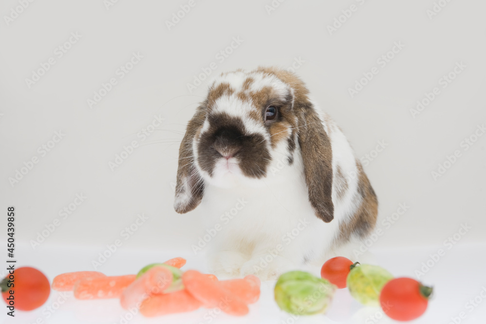 A cute white and brown rabbit playing with toys