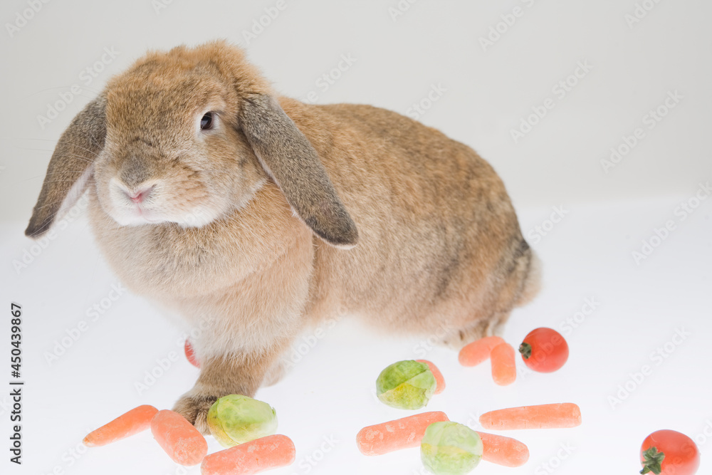 A cute brown rabbit playing with toys on white background