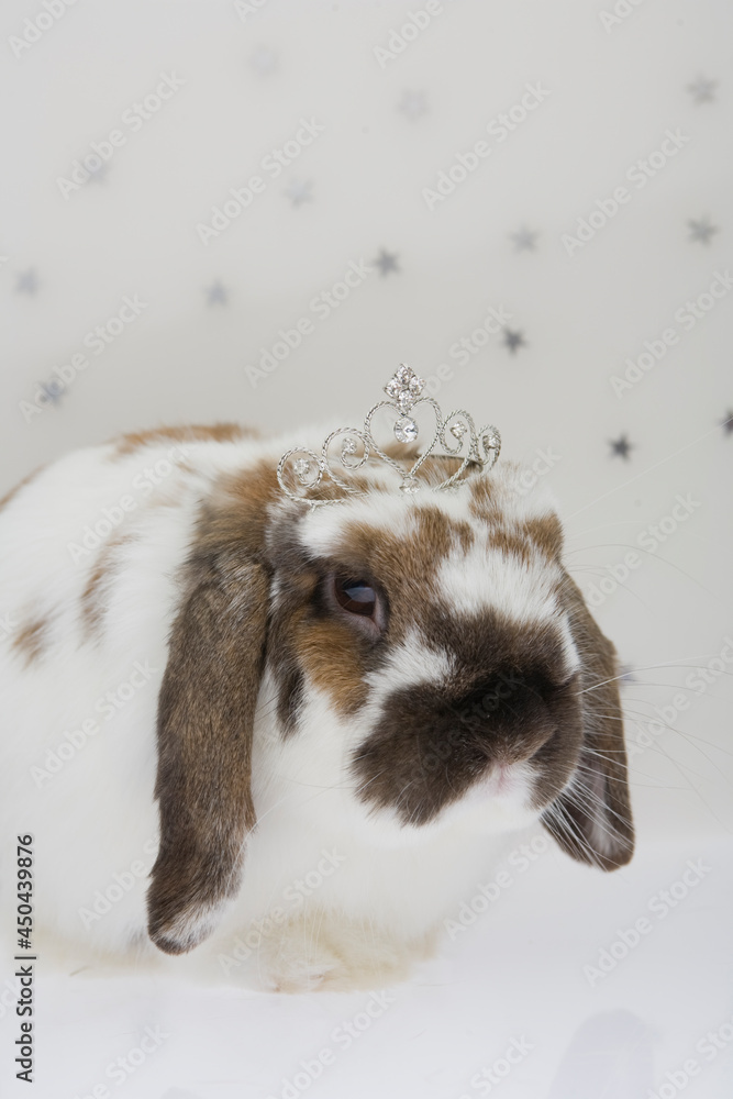 A close up of a rabbit with a crown on the head