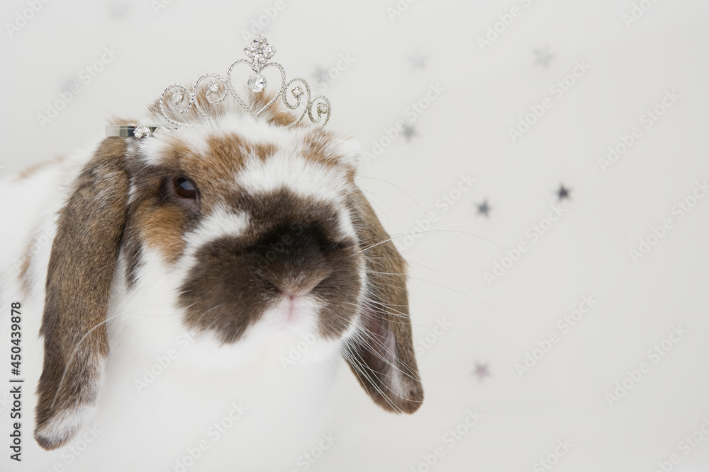 A close up of a bunny face with a crown on the head
