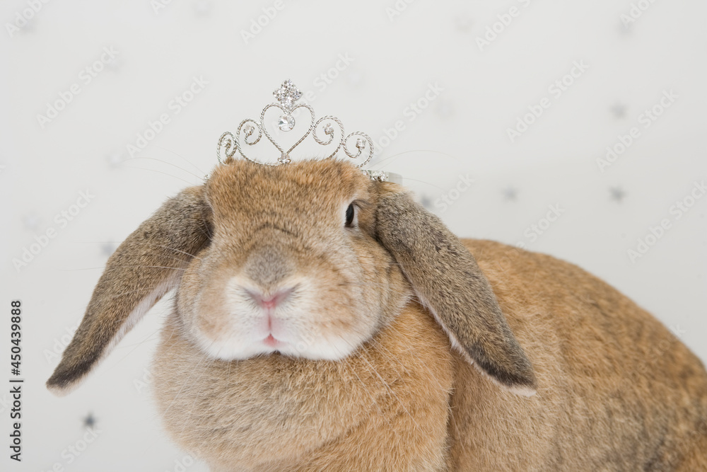 A brown bunny with a crown on the head