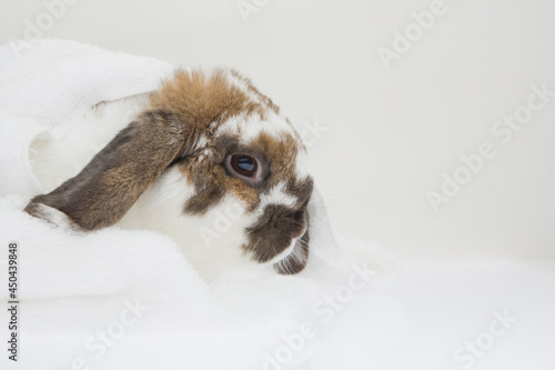 A close up of a cute rabbit snugge under the blanket
