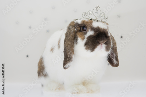 A bunny with a crown on the head