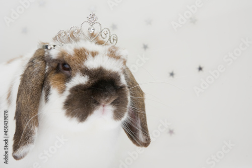 A close up of a bunny face with a crown on the head