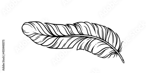 Bird feather for a quill. Curvy fluffy feather isolated in white background. Hand drawn vector illustration