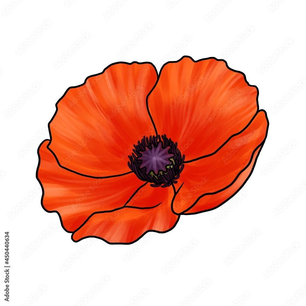 drawing flower of red poppy isolated at white background, hand drawn illustration