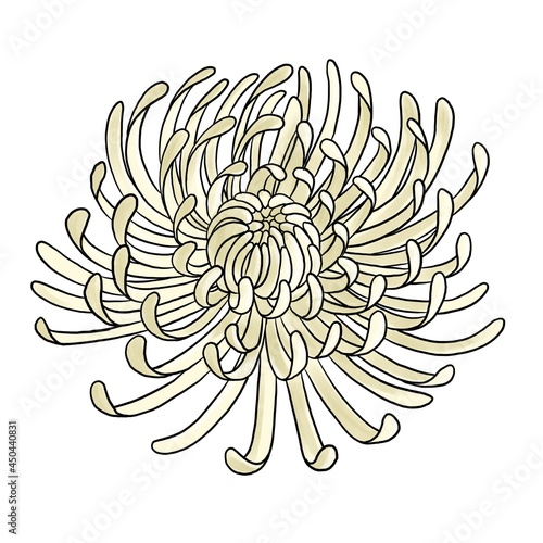 drawing flower of chrysanth isolated at white background, hand drawn illustration photo