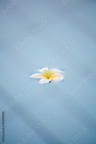 Summer, relax and spa concept . Minimal nature background. frangipani flower in blue water in pool.  © Анна Мартьянова