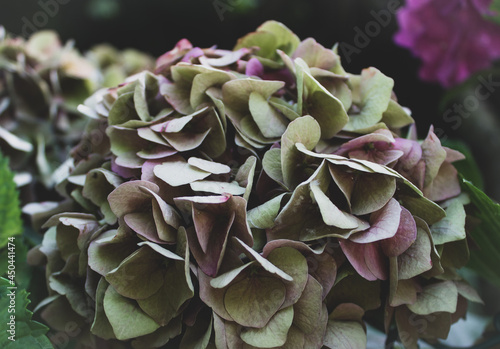 Detail of a discolored red hydrangea flower. Hydrangea flowers in the garden. Floral background. Vintage style image.