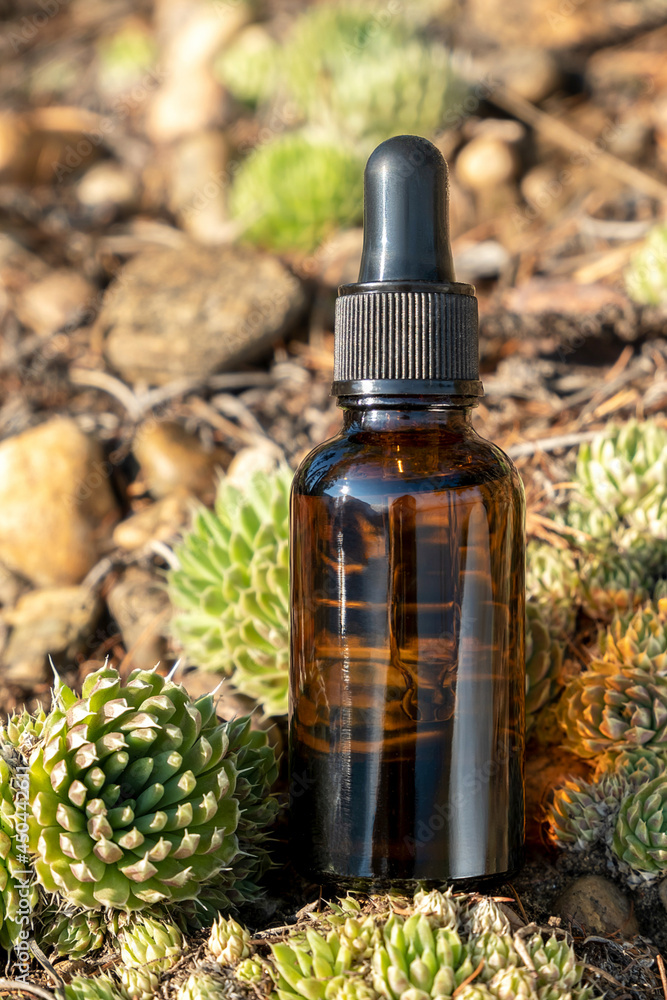 One brown glass dropper bottle with serum, essential oil or other cosmetic product and succulent flowers outdoors. Natural Organic Spa Cosmetic Beauty concept One brown glass dropper bottle with serum, essential oil or other cosmetic product and succulent flowers outdoors. Natural Organic Spa Cosmetic Beauty concept
