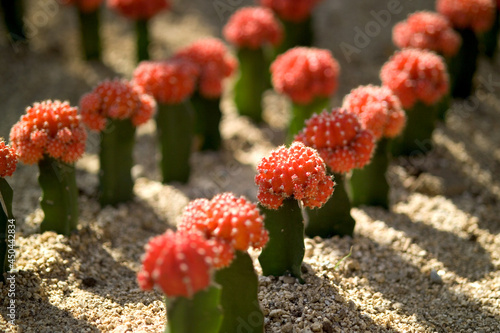 red cactus