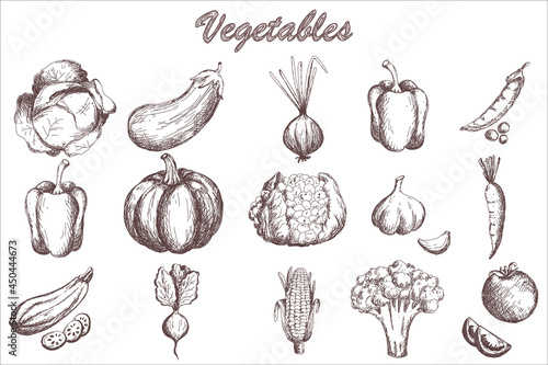 Sketch vegetables set. Vintage hand drawn garden vegetable collection. pumpkin. tomato, carrot, cabbage, zucchini, pepper, cauliflower, beet vector set. 