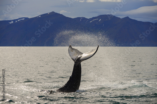 Photos The tail of a humpback whale (Megaptera novaeangliae) during a whale watching ex