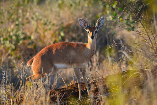 A steenbok (Raphicerus campestris) at dawn in southern Kruger National Park, South Africa photo