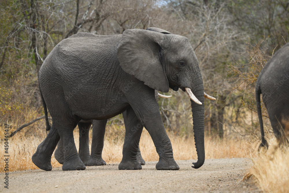 A herd of African elephants (Loxodonta africana) crossing a secondary dirt road on the woodlands of central Kruger National Park, South Africa A herd of African elephants (Loxodonta africana) crossing a secondary dirt road on the woodlands of central Kruger National Park, South Africa