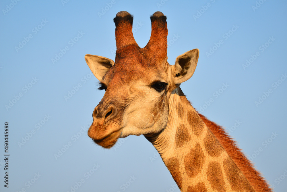A portrait of a male giraffe in the woodlands of southern Kruger National Park, South Africa	