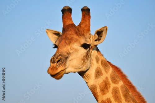A portrait of a male giraffe in the woodlands of southern Kruger National Park, South Africa  © Pedro