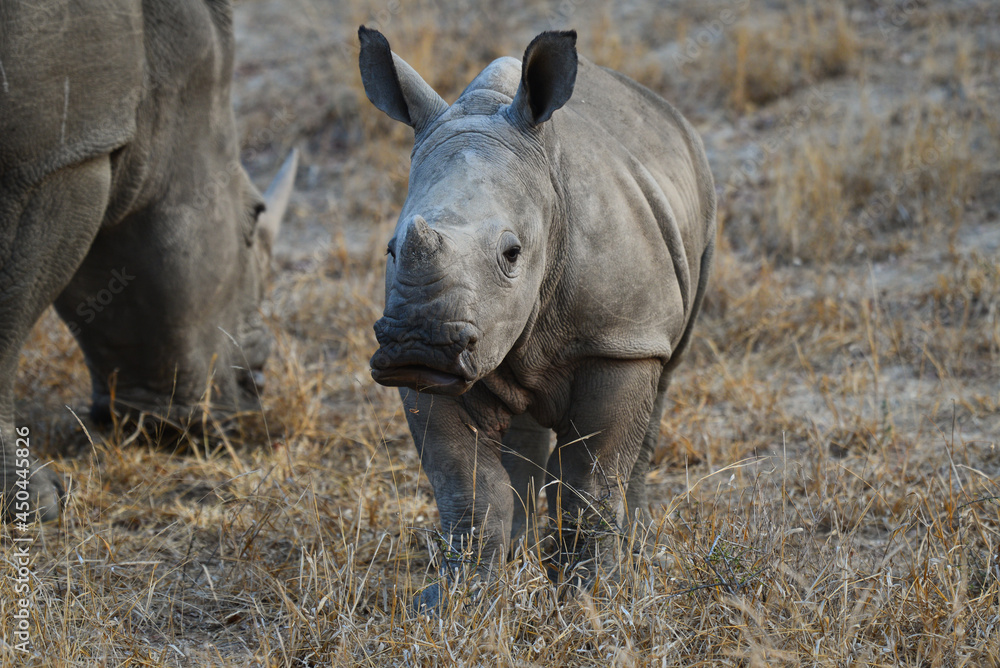 A young white rhino walking beside its mother on the woodlands of the Greater Kruger area, South Africa A young white rhino walking beside its mother on the woodlands of the Greater Kruger area, South Africa