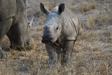 A young white rhino walking beside its mother on the woodlands of the Greater Kruger area, South Africa