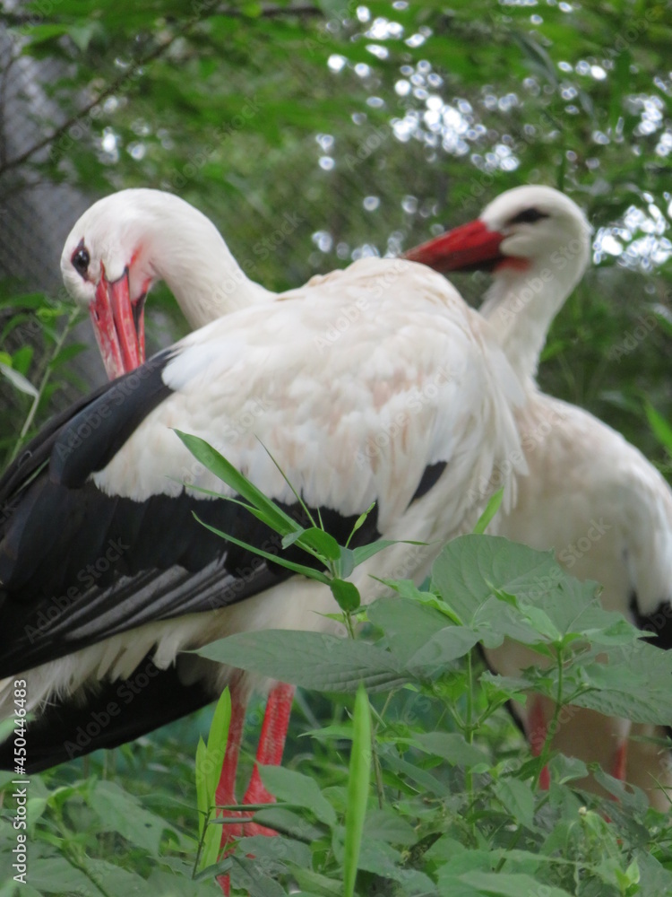 Obraz premium シュバシコウ