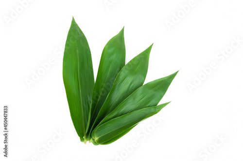 Bamboo leaves isolated on white background, Dendrocalamus
