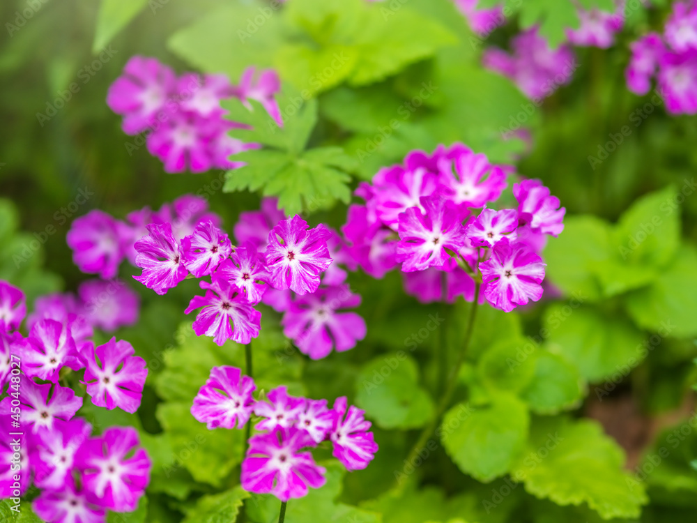 Japanese primrose, Primula sieboldii, Known also as Asiatic primrose and Cortusoides primula. Another scientific name is Primula patens. Japanese primrose, Primula sieboldii, Known also as Asiatic primrose and Cortusoides primula. Another scientific name is Primula patens.