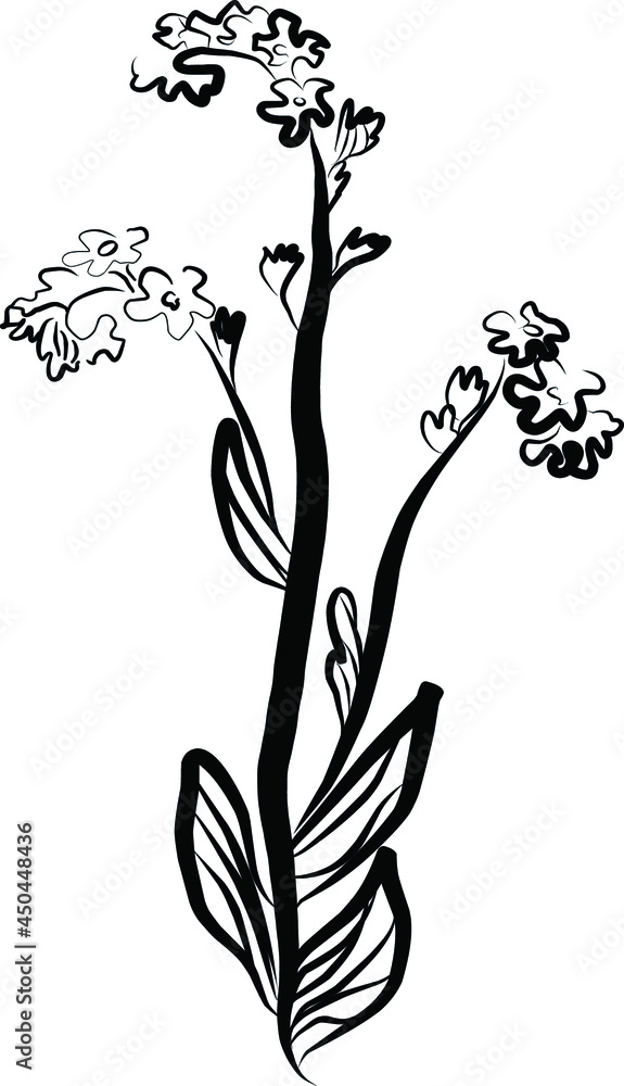 beautiful botanical illustration of a flower. flower in flat graphics and cartoon style. summer flower on a white background. trend and fashion flower