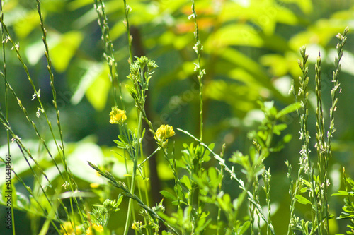 Sickle medick in bloom closeup view with selective focus on foreground photo