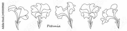 Obraz na plátně petunia flowers linear drawing