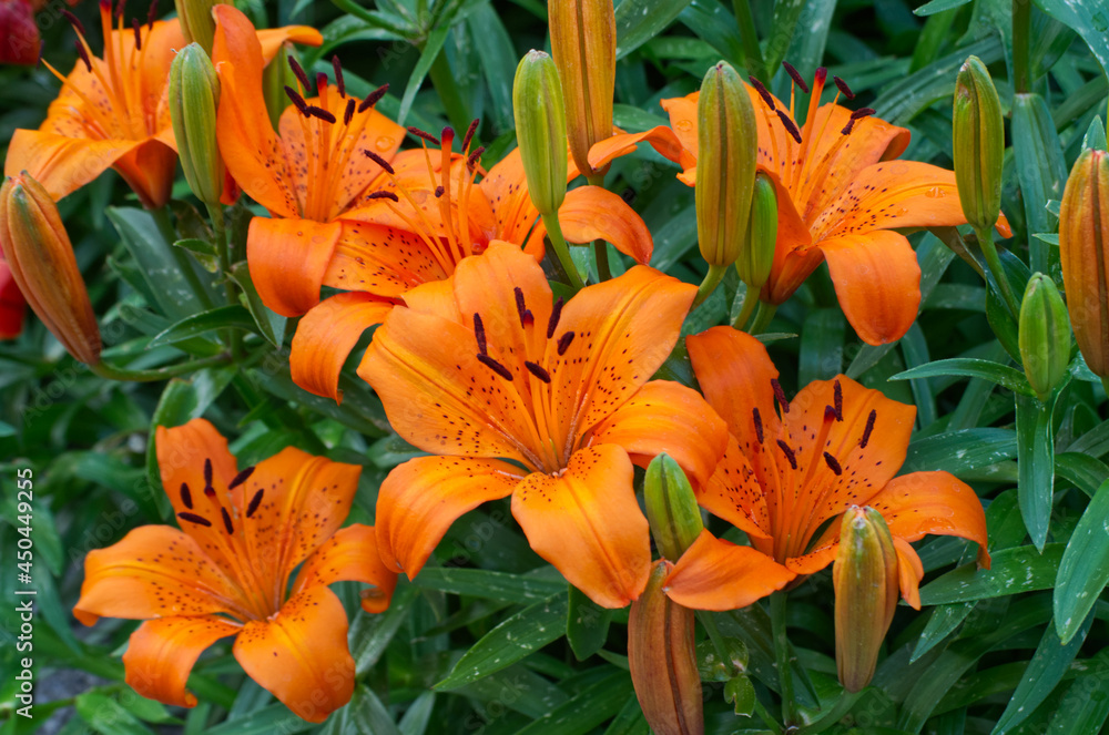 Lilies Blooming in a Garden