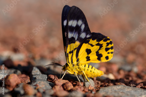 Close up military dysphania moth photo