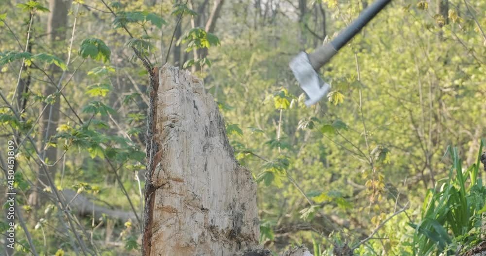 Downward axe swing chopping at a tree stump Downward axe swing chopping at a tree stump