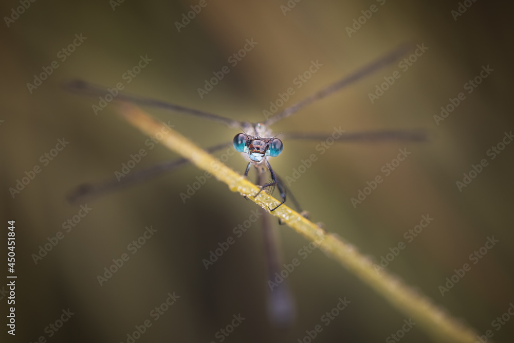 Damselfly on an early summer morning Damselfly on an early summer morning