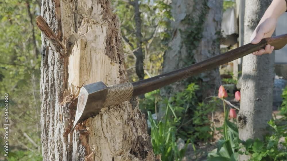 Young Caucasian man sticking an axe into a tree Young Caucasian man sticking an axe into a tree