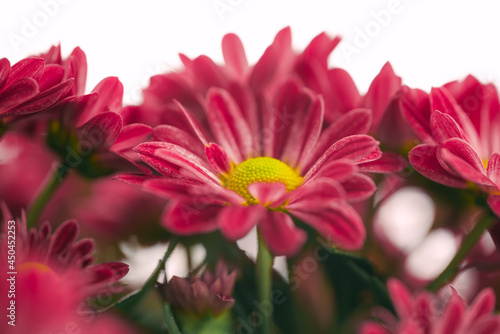 Red chrysanthemums close up on soft light background with copy space